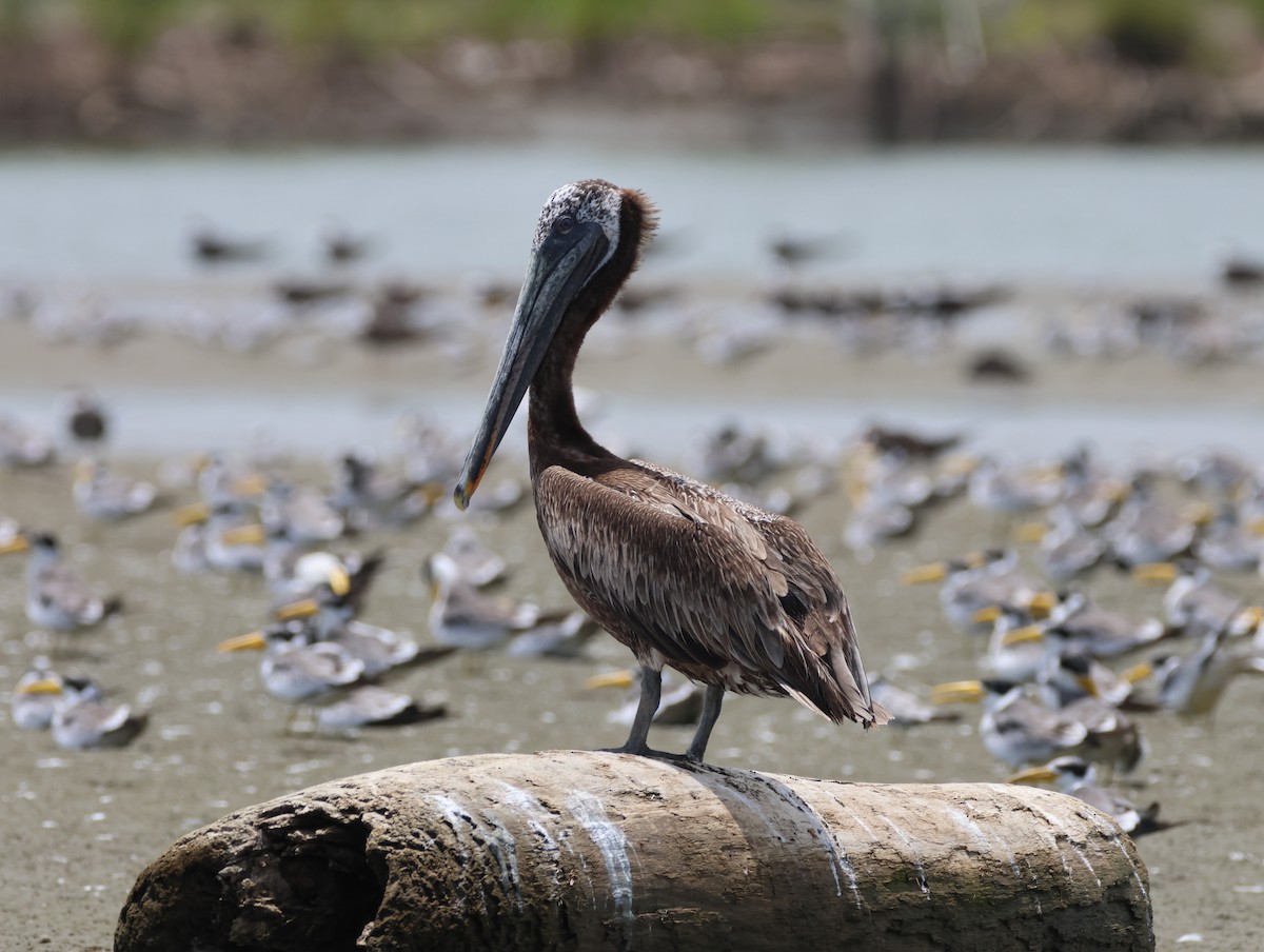 Brown Pelican - ML621686787