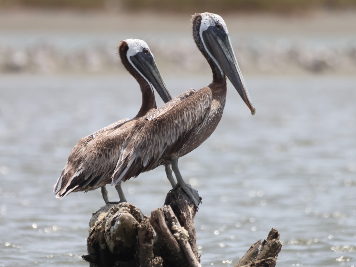 Brown Pelican - ML621686788