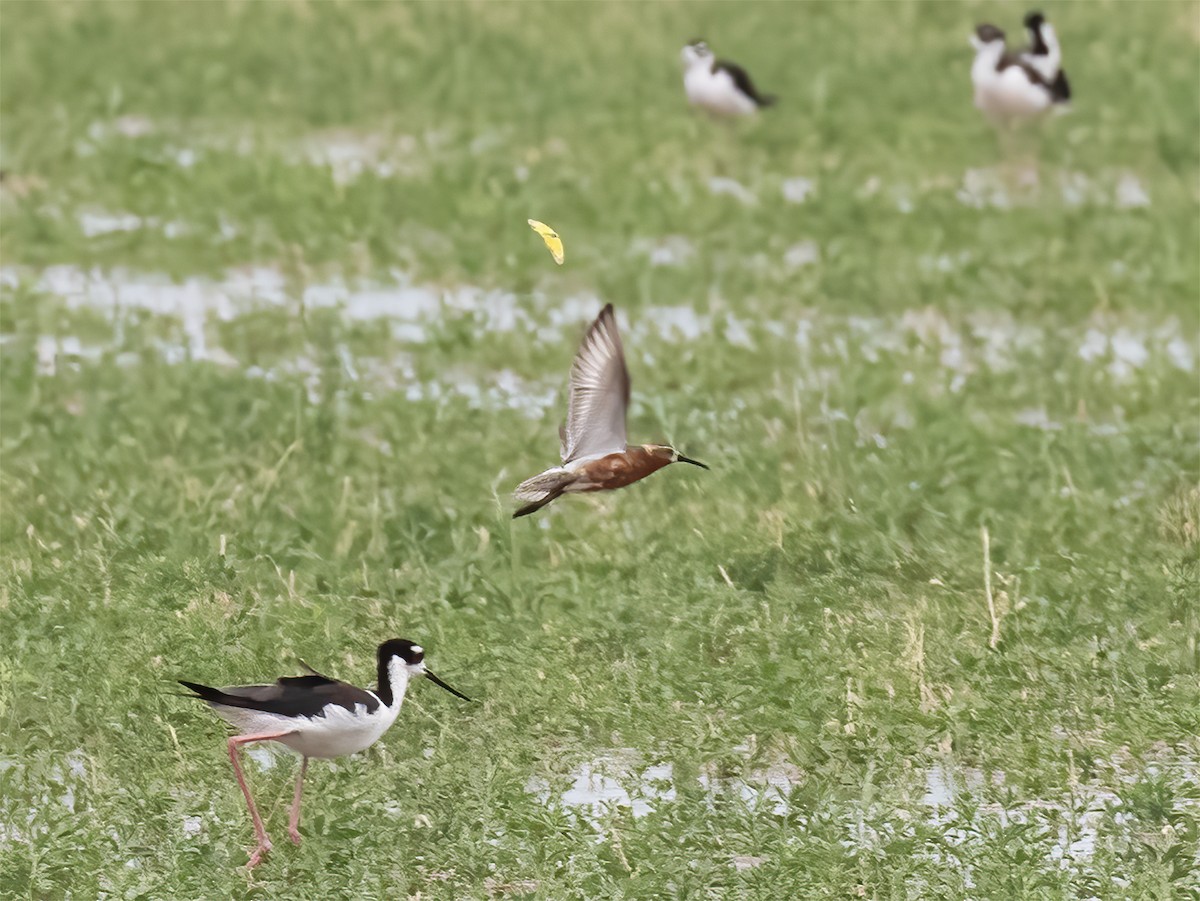 Curlew Sandpiper - Gary Rosenberg