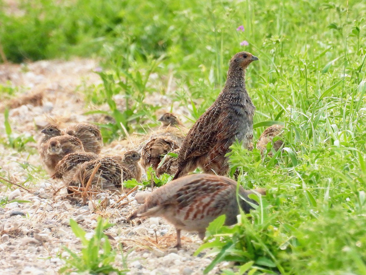 Gray Partridge - ML621686942