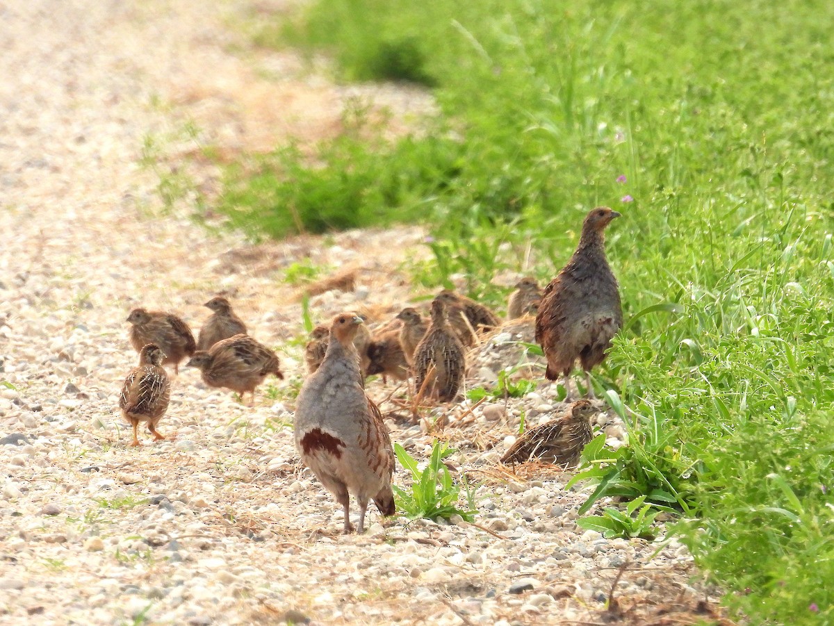 Gray Partridge - ML621686943