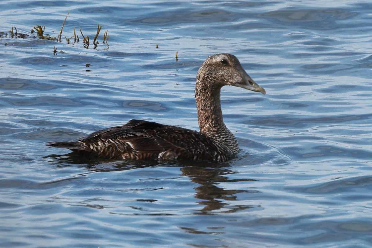 Common Eider - ML621686977