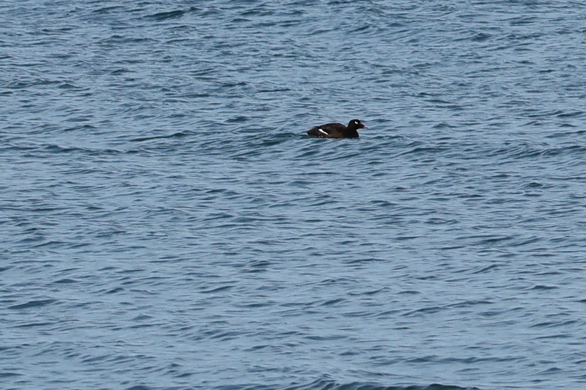 White-winged Scoter - ML621686982