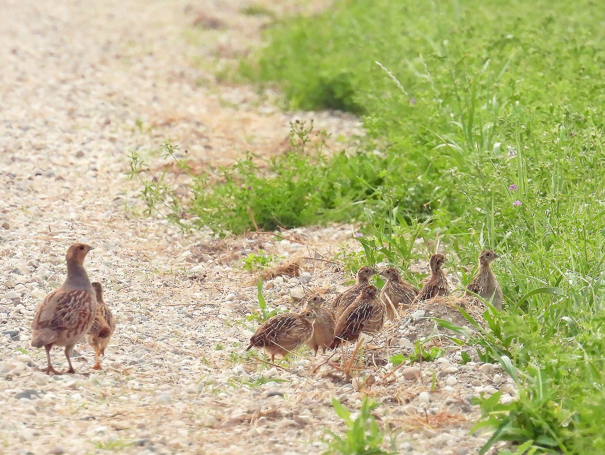 Gray Partridge - ML621687197