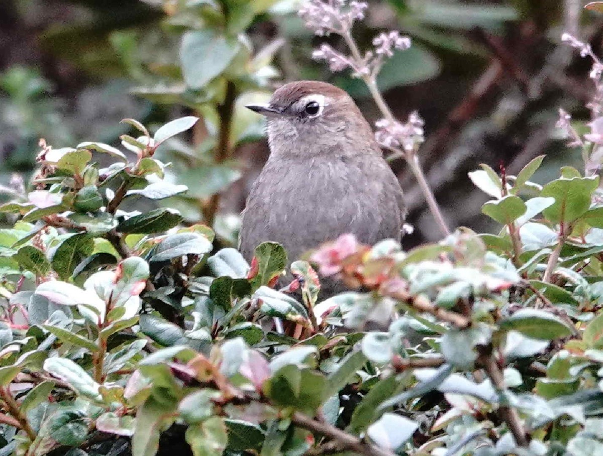 White-browed Spinetail - ML621687232