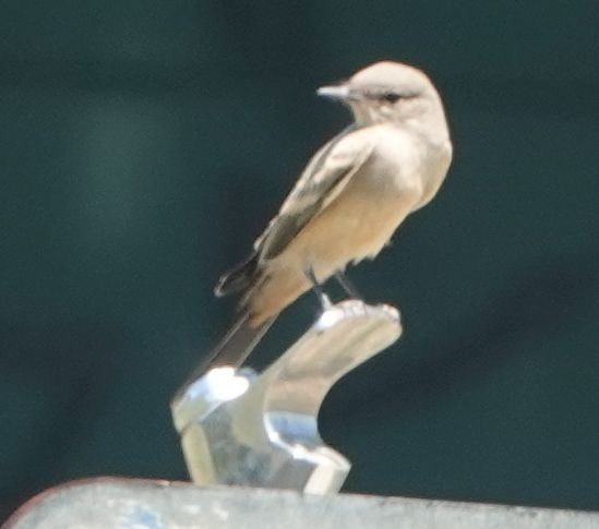 Say's Phoebe - ML621687237