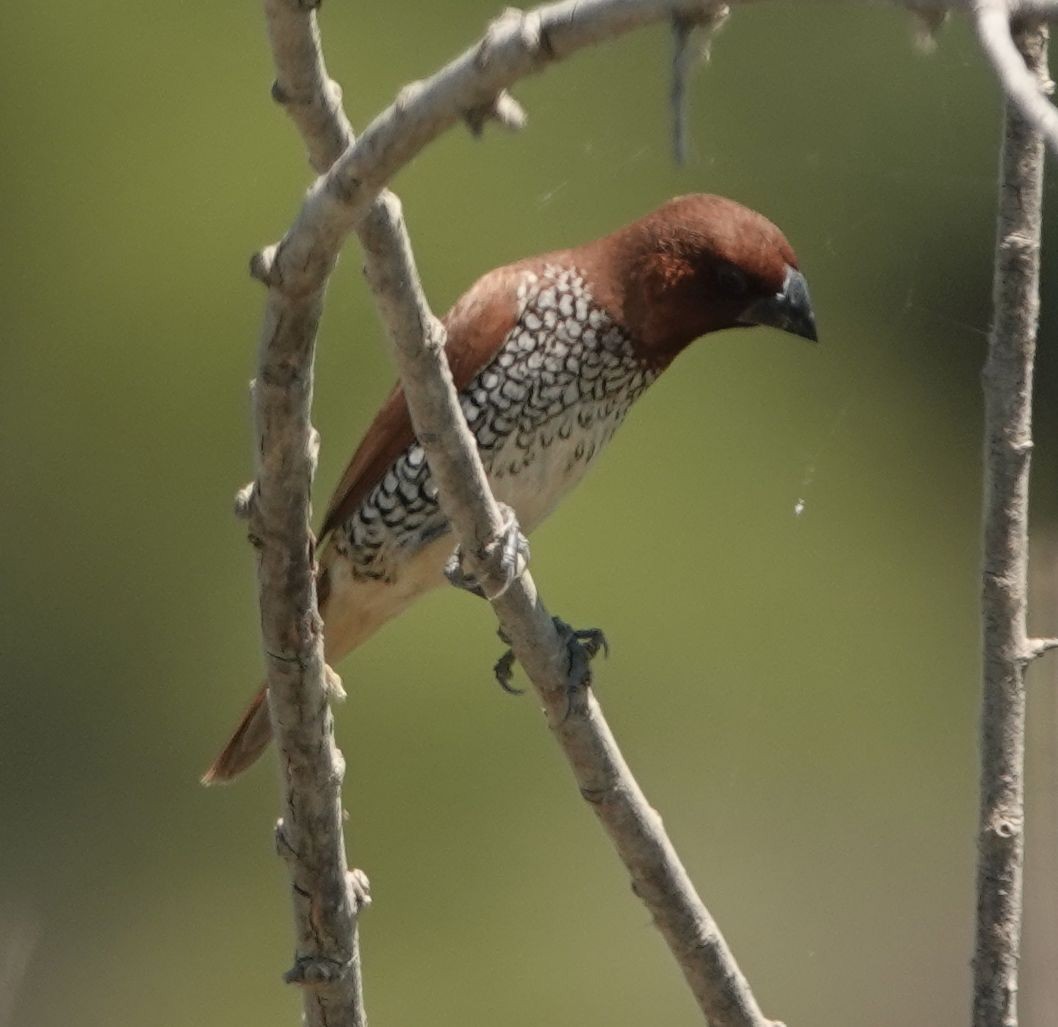 Scaly-breasted Munia - ML621687379