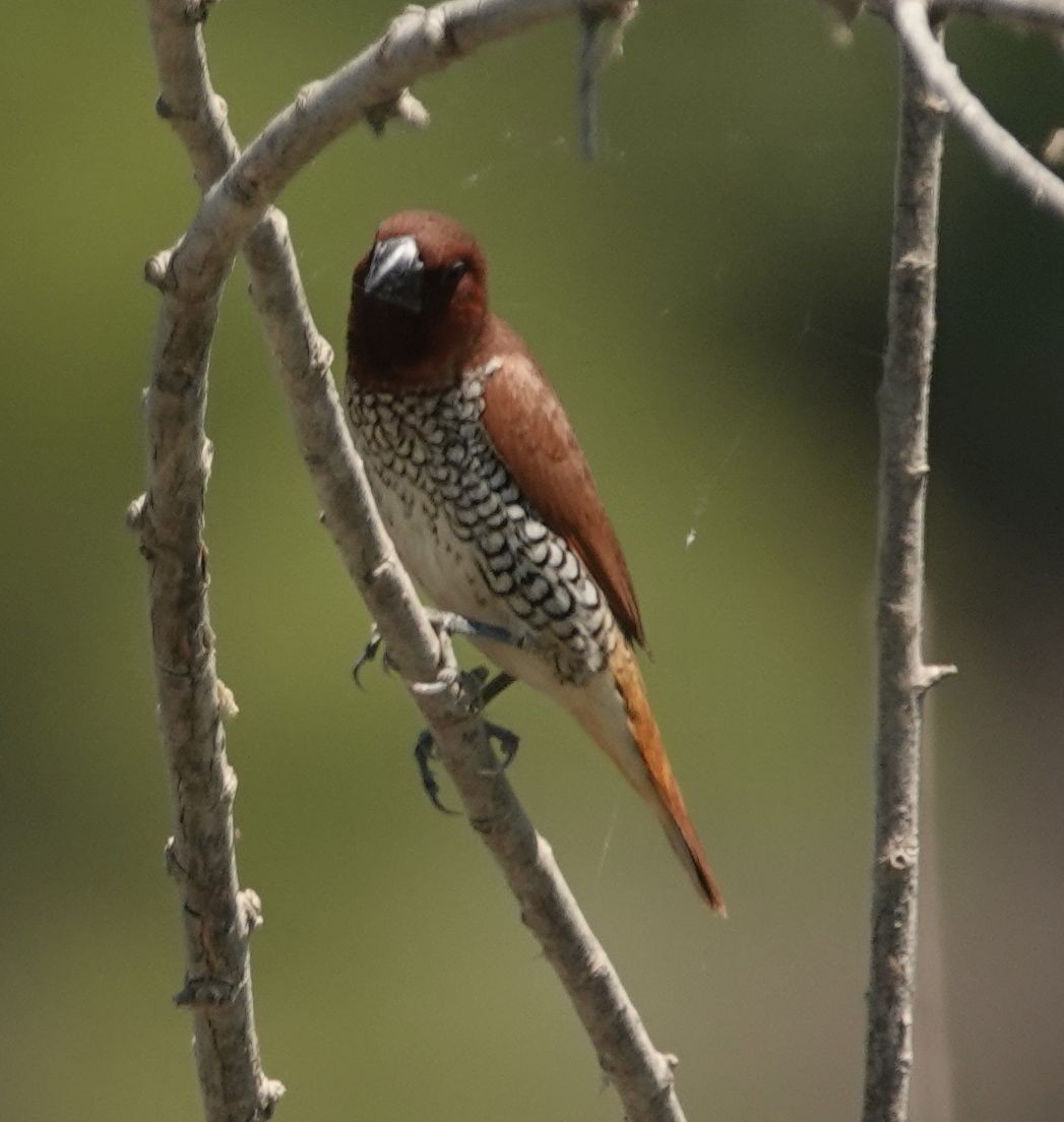 Scaly-breasted Munia - ML621687386