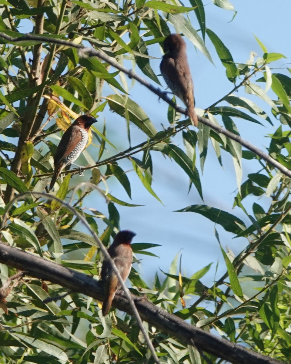 Scaly-breasted Munia - ML621687395