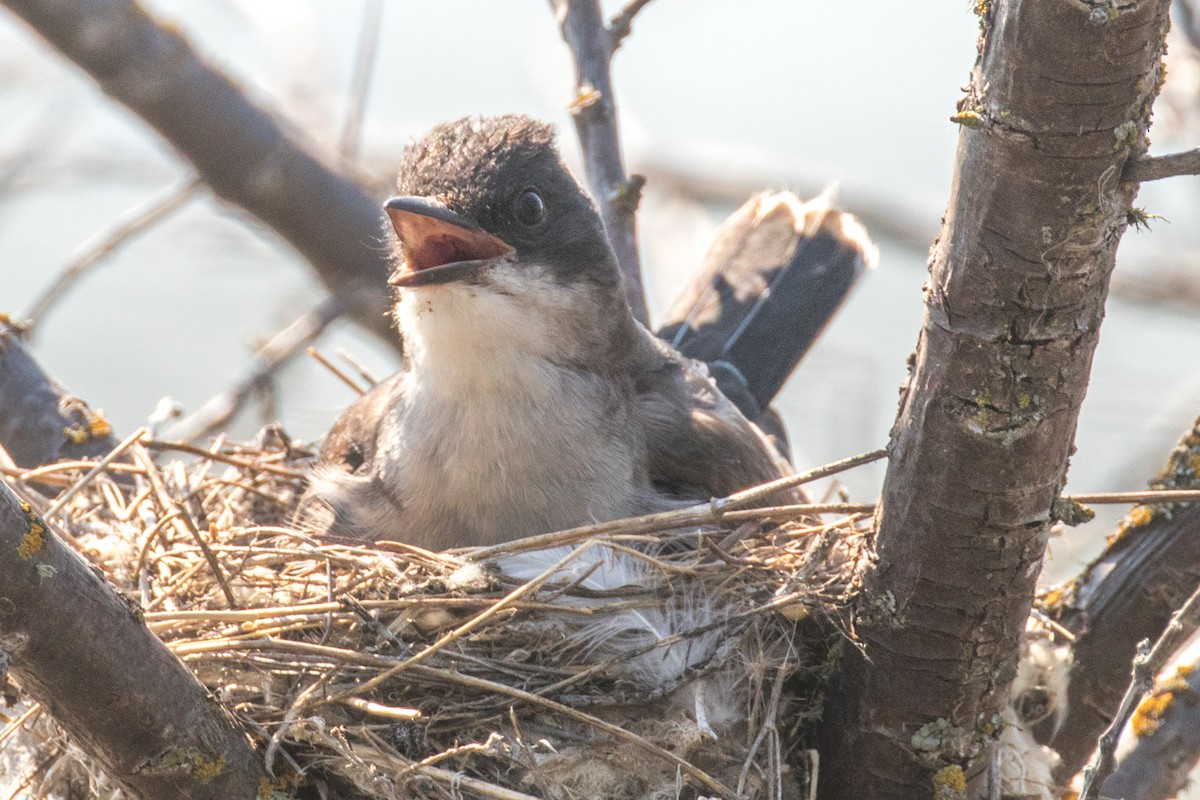 Eastern Kingbird - ML621687507