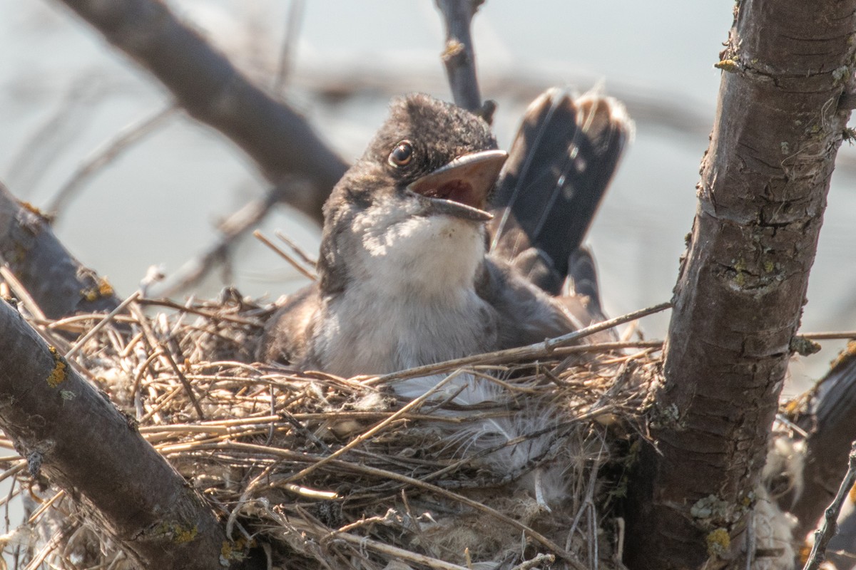 Eastern Kingbird - ML621687508