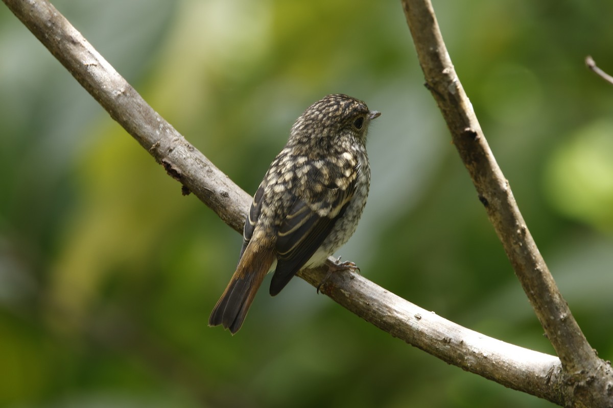 Little Pied Flycatcher - ML621687567