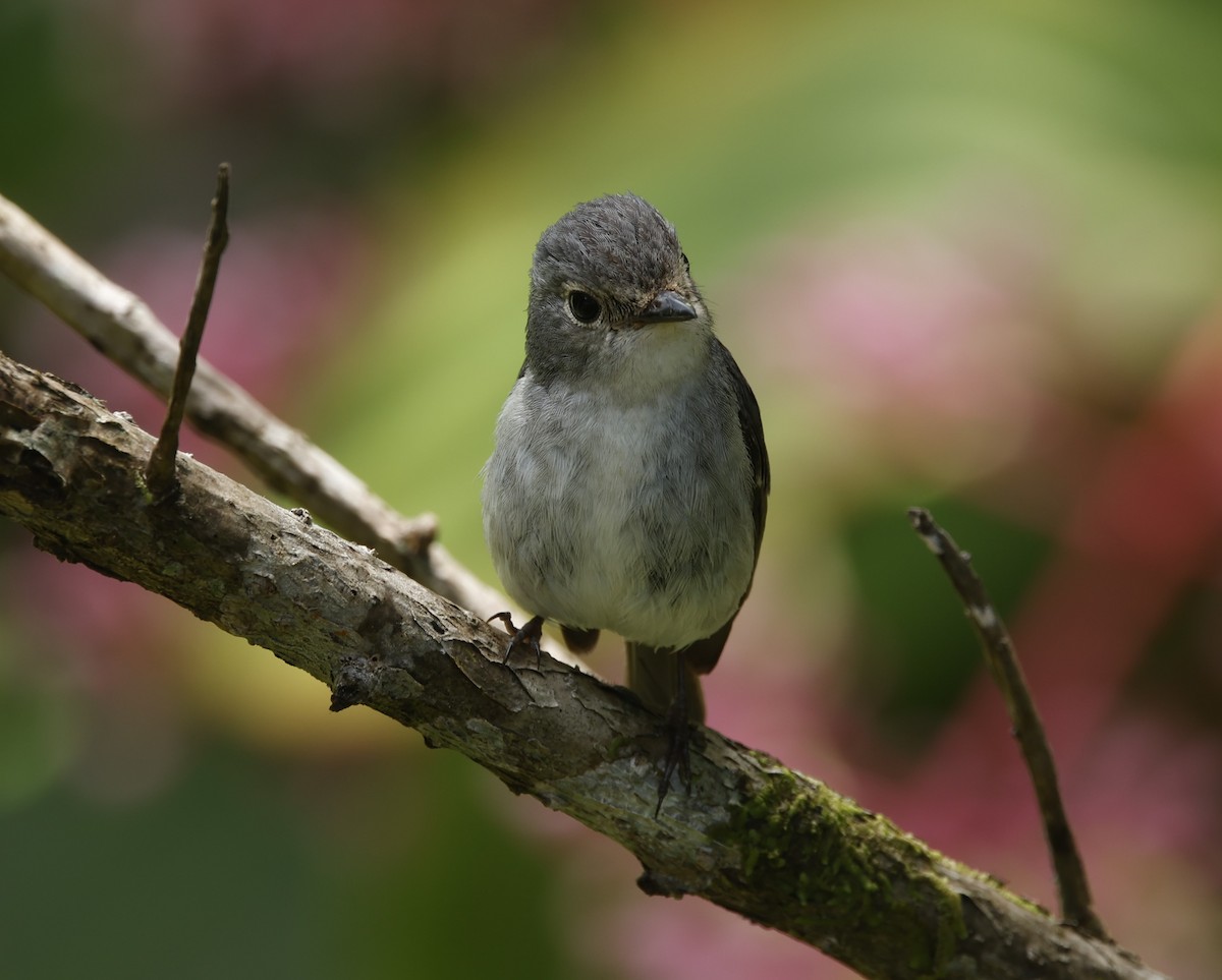 Little Pied Flycatcher - ML621687577