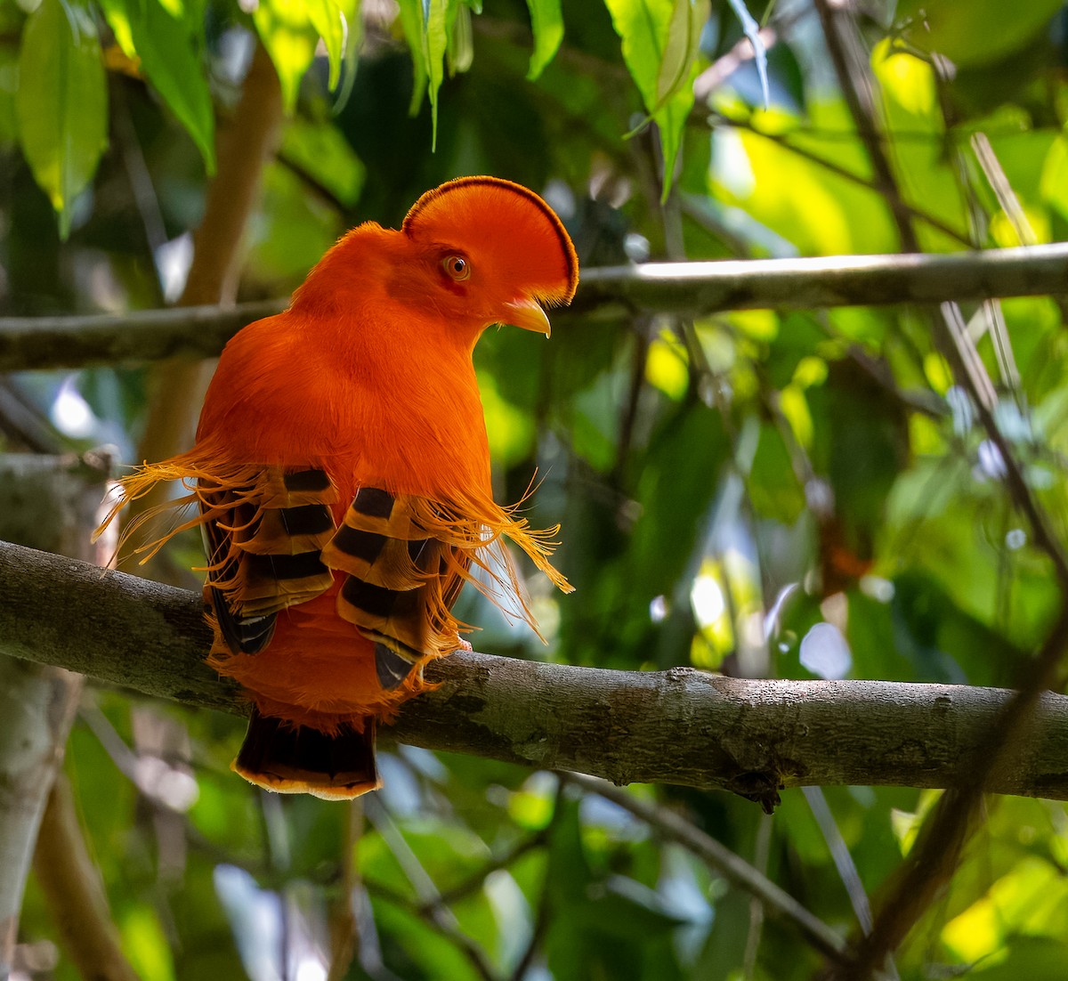 Guianan Cock-of-the-rock - ML621687626