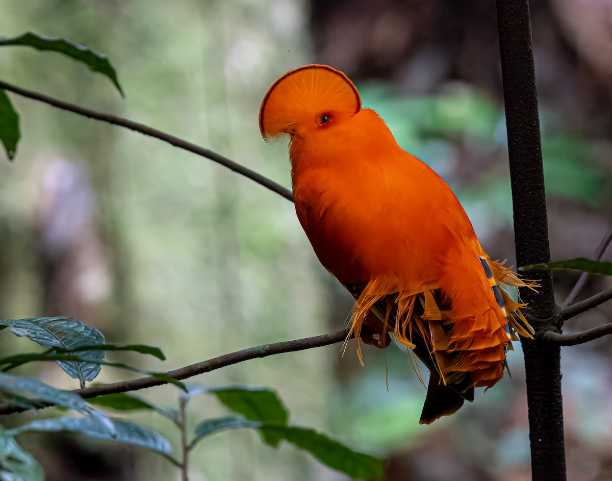 Guianan Cock-of-the-rock - ML621687627