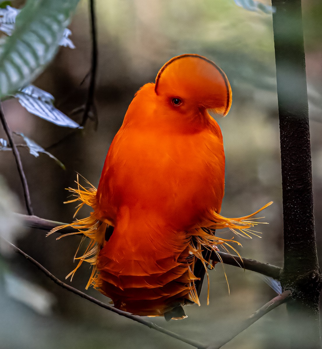 Guianan Cock-of-the-rock - ML621687628