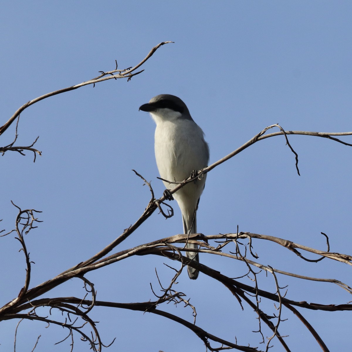 Loggerhead Shrike - ML621687638