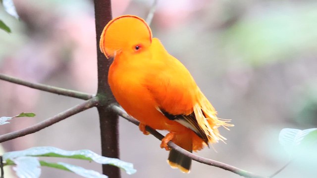 Guianan Cock-of-the-rock - ML621687648