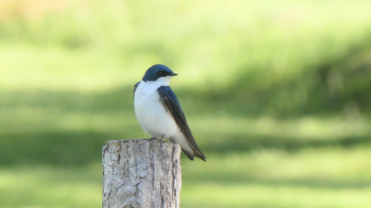 Tree Swallow - ML621687656