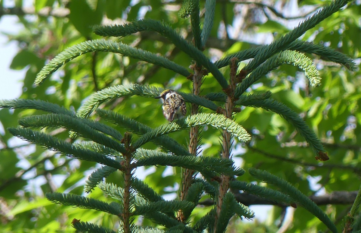 Chestnut-sided Warbler - ML621687660