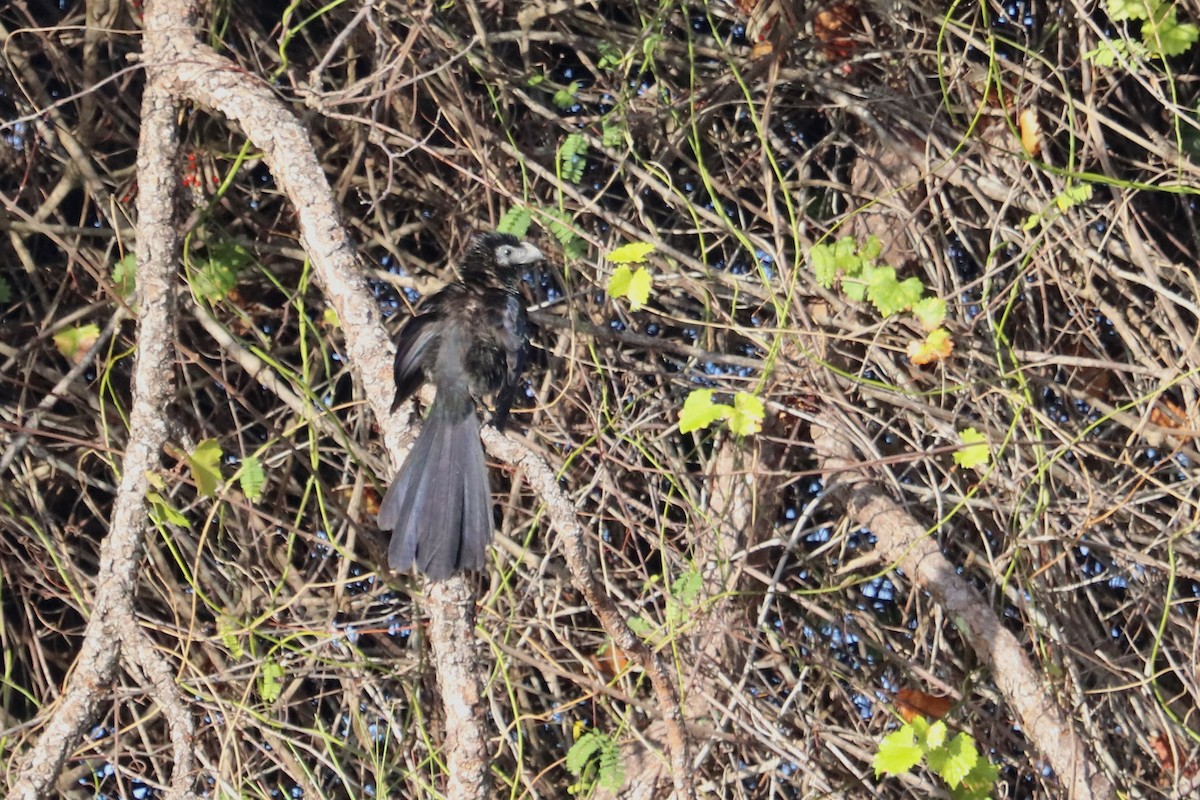 Groove-billed Ani - Oliver Kew