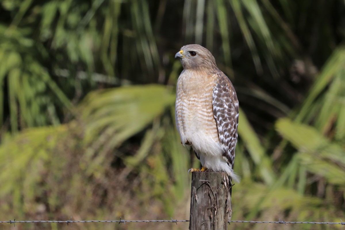 Red-shouldered Hawk - ML621687795