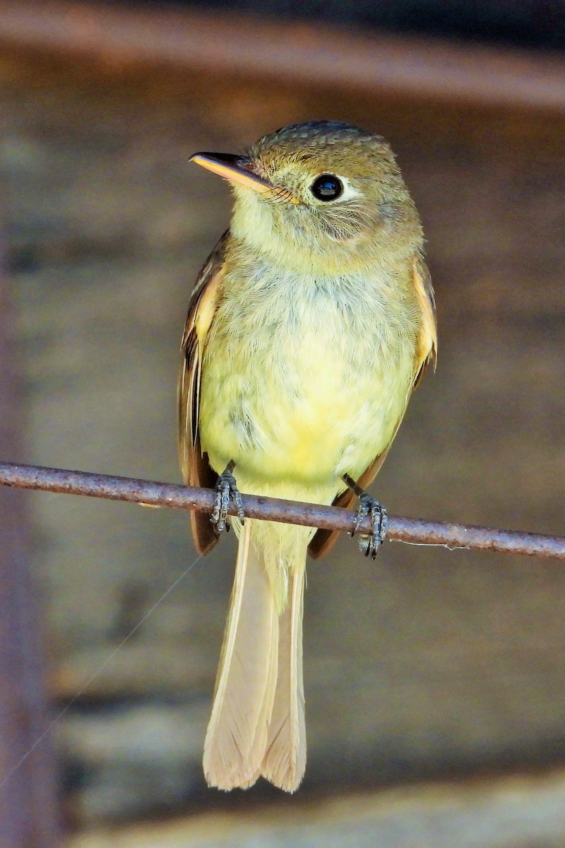 Western Flycatcher - ML621687893