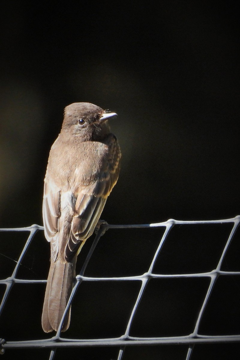 Black Phoebe - ML621687901