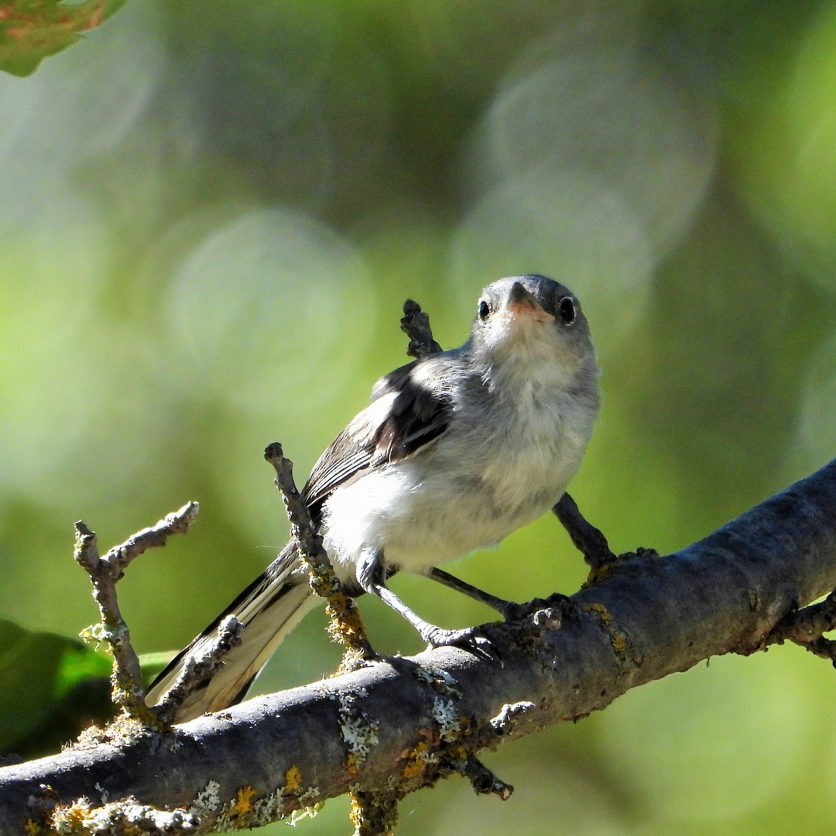 Blue-gray Gnatcatcher - ML621687910