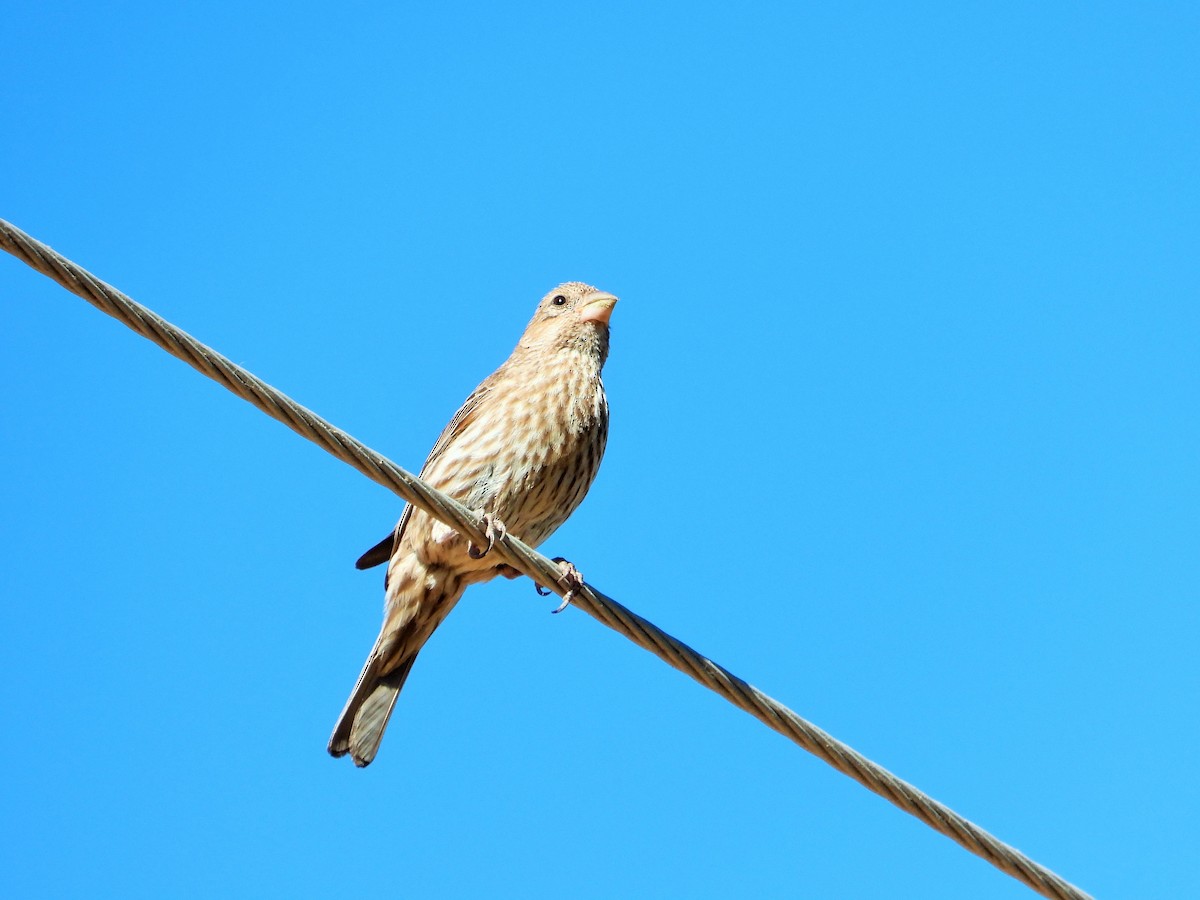 House Finch - ML621687916