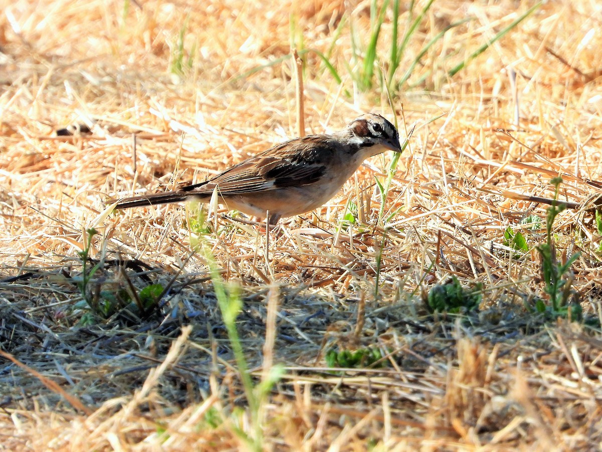 Lark Sparrow - ML621687921