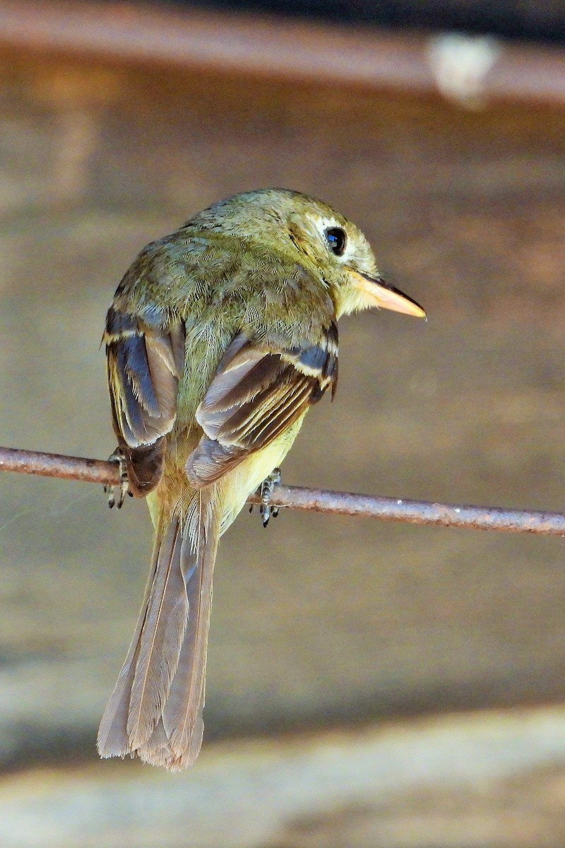 Western Flycatcher - ML621687925