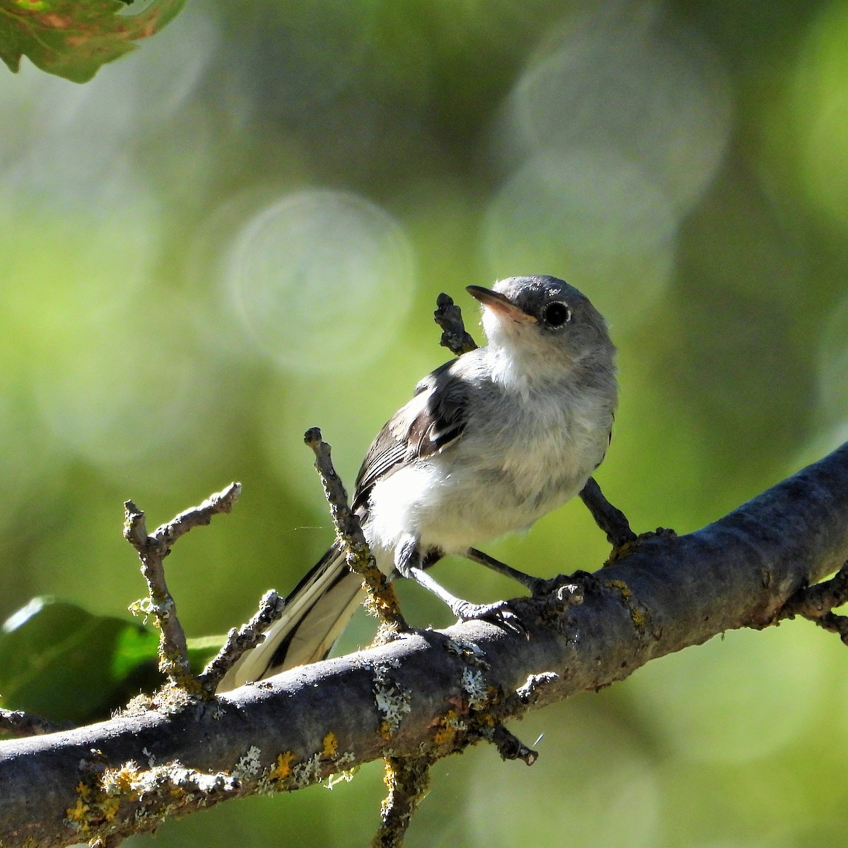 Blue-gray Gnatcatcher - ML621687929