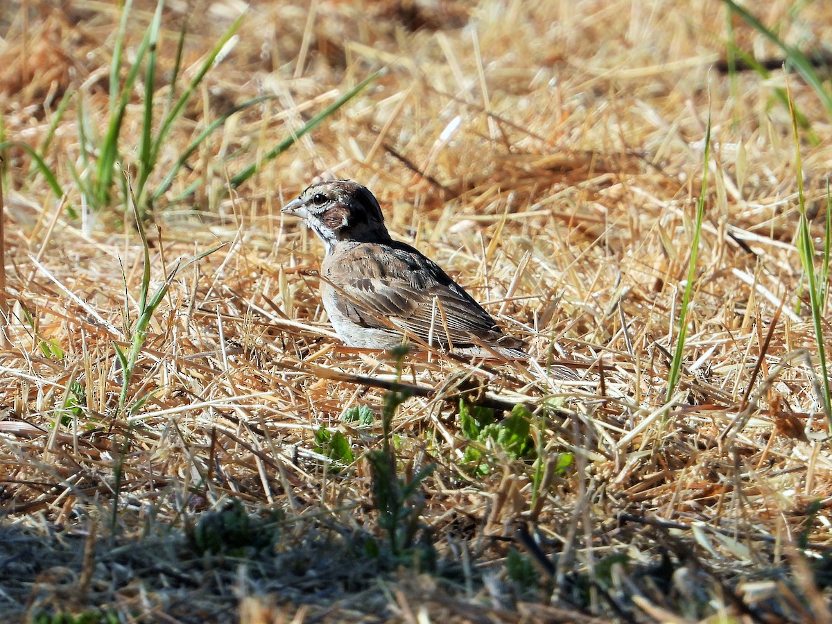 Lark Sparrow - ML621687939