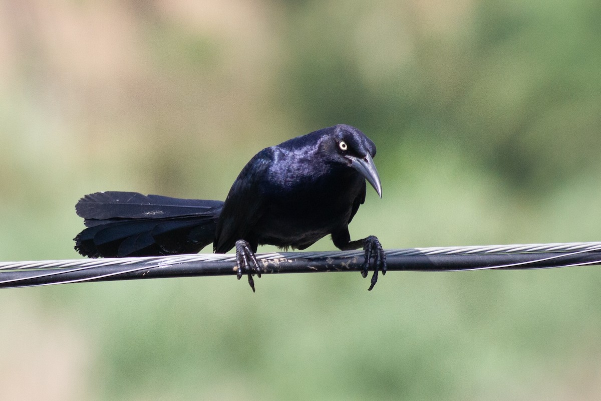 Great-tailed Grackle - ML621687965
