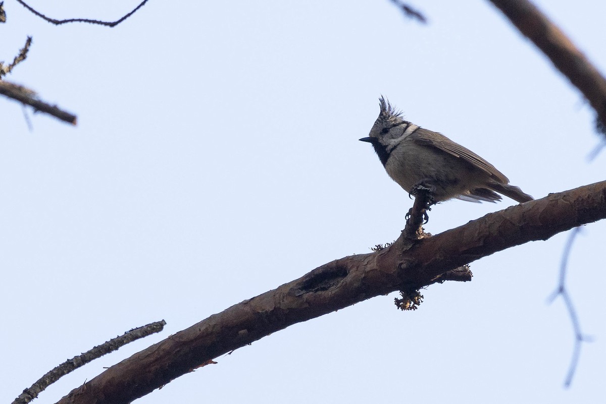 Crested Tit - ML621687967