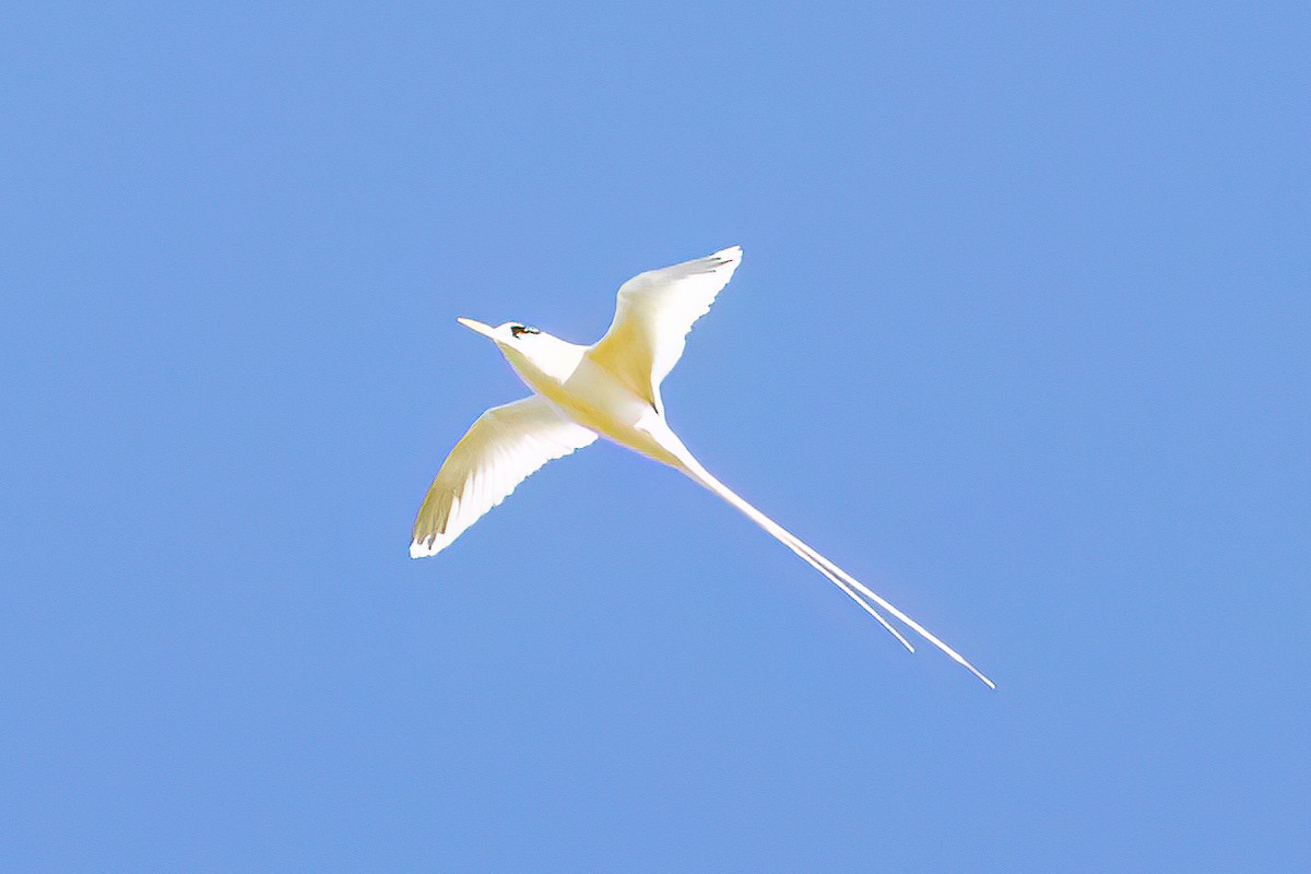 White-tailed Tropicbird - ML621687980