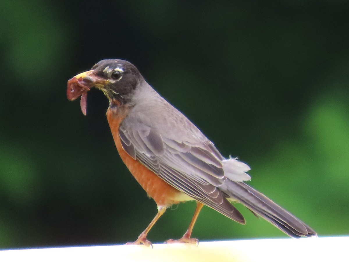 American Robin - ML621687981