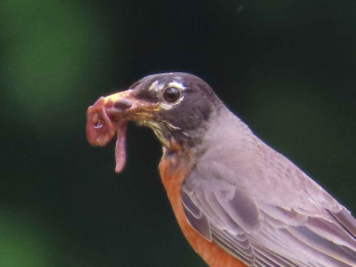 American Robin - ML621687982