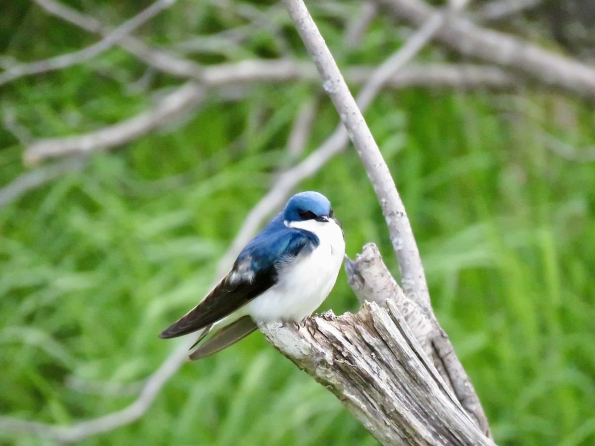 Tree Swallow - ML621688186