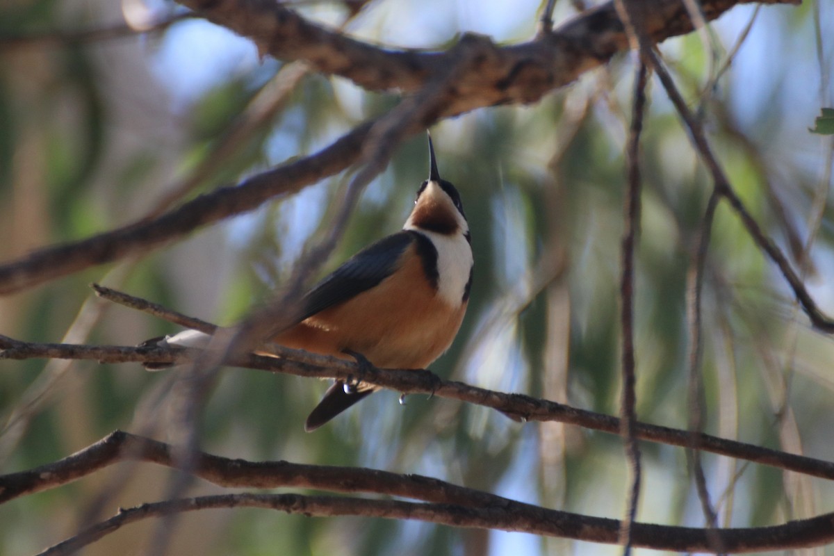 Eastern Spinebill - ML621688271