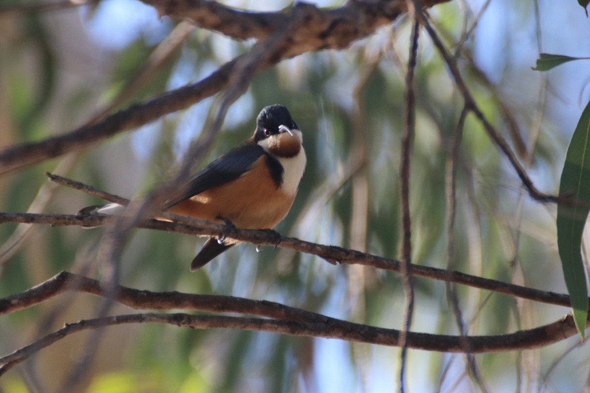 Eastern Spinebill - ML621688272