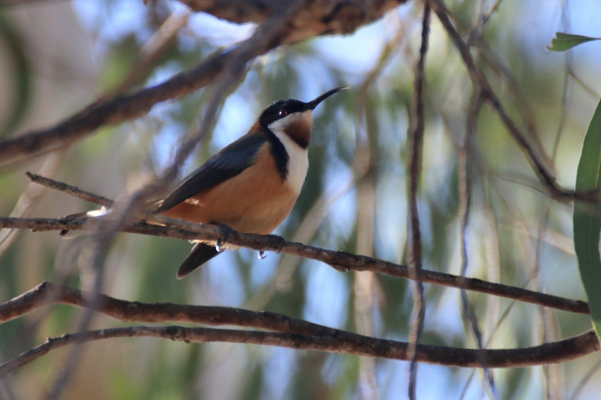 Eastern Spinebill - ML621688273