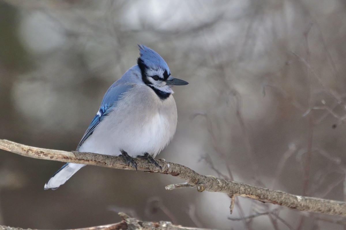 Blue Jay - ML621688278