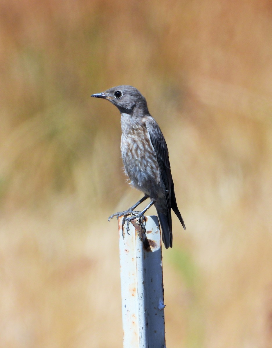 Blaukehl-Hüttensänger - ML621688293