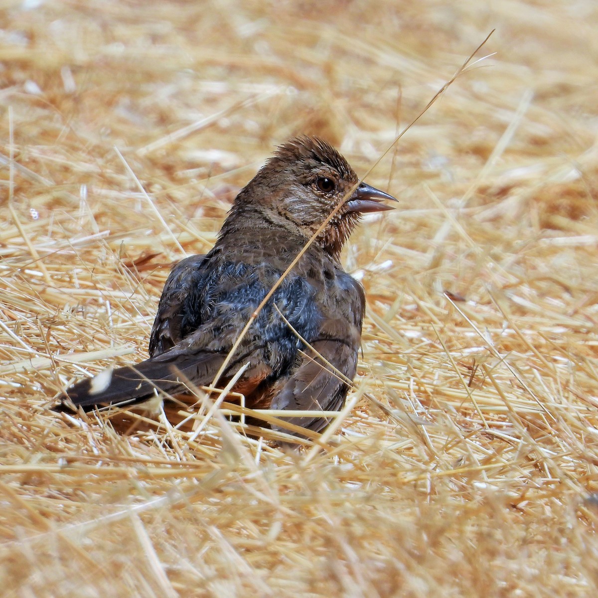 California Towhee - Carol Ann Krug Graves