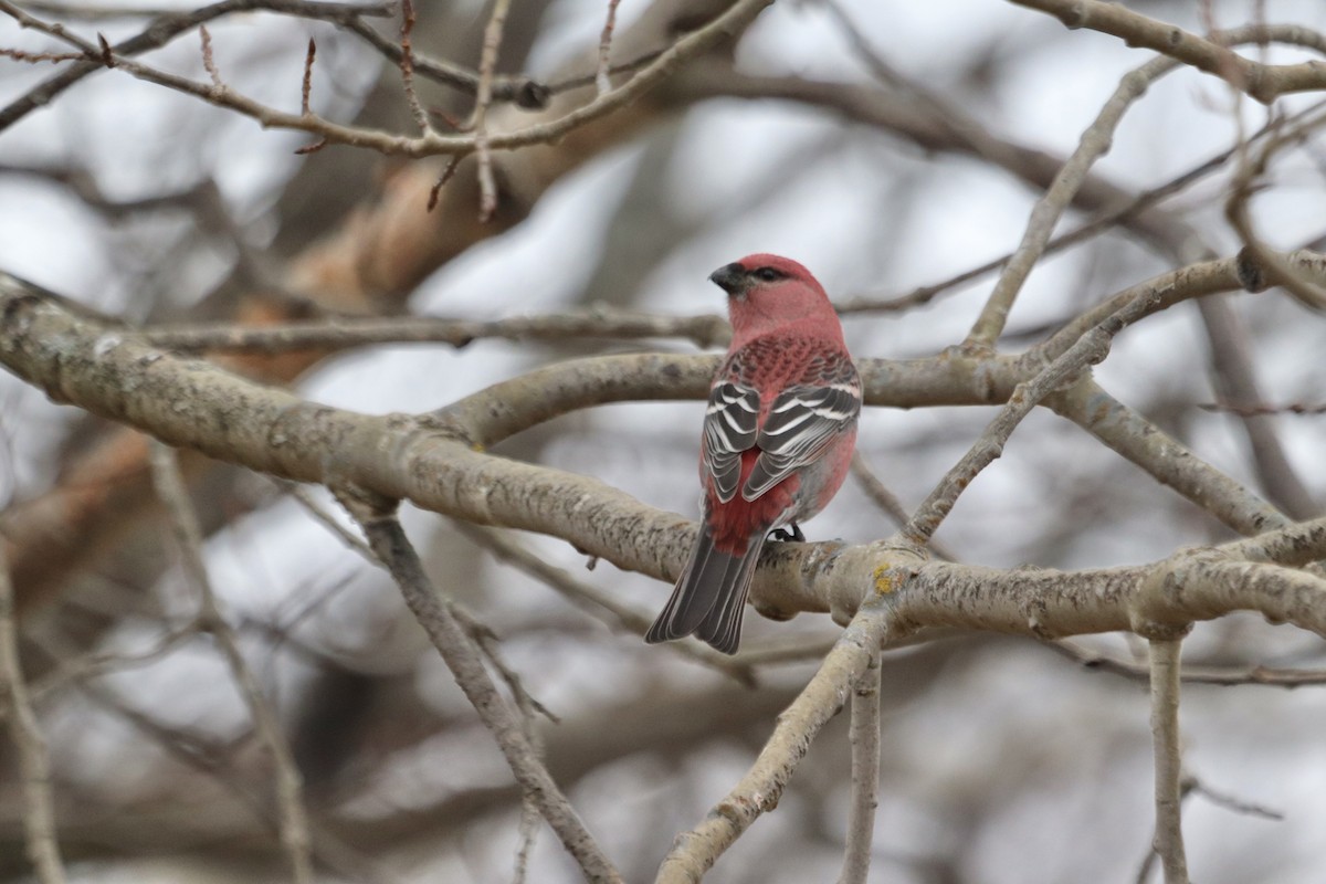 Pine Grosbeak - ML621688373