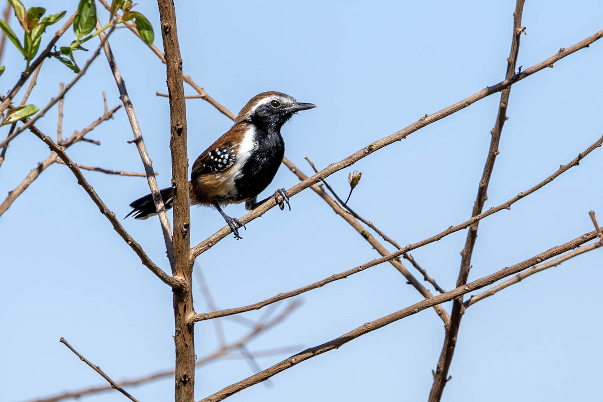 Rusty-backed Antwren - ML621688404