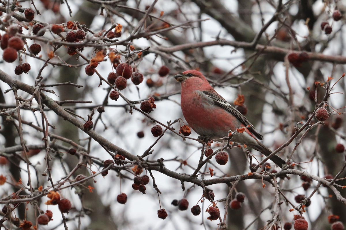 Pine Grosbeak - ML621688430