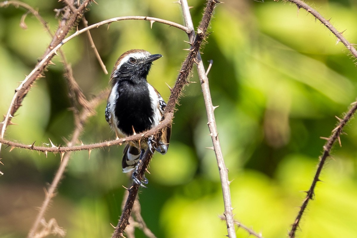 Rusty-backed Antwren - ML621688434